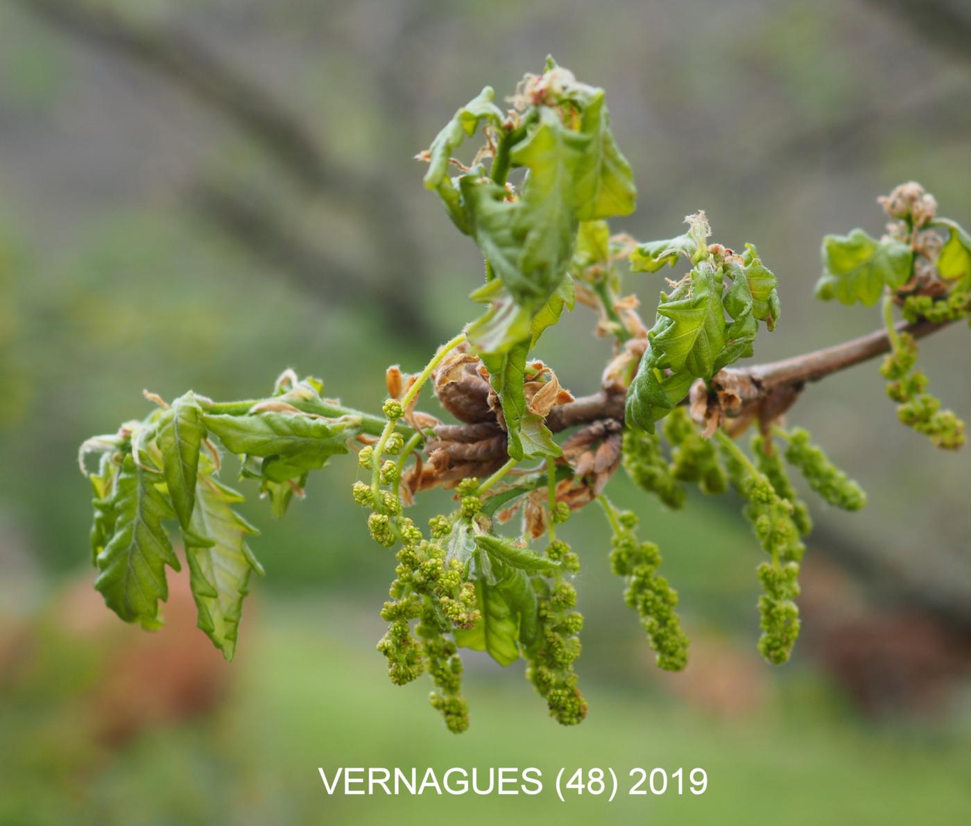 Oak, Pubescent flower